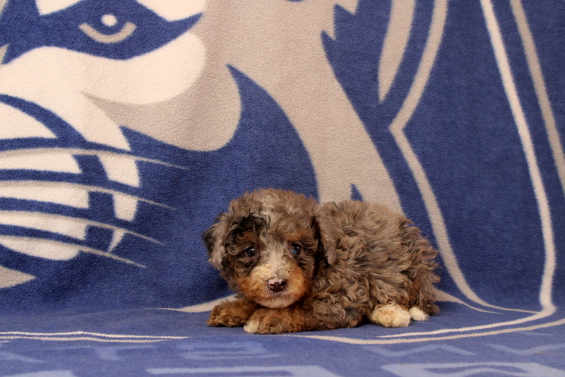 puppy, for, sale, Mini Bernedoodle F1, Matthew B. Stoltzfus, dog, breeder, Gap, PA, dog-breeder, puppy-for-sale, forsale, nearby, find, puppyfind, locator, puppylocator, aca